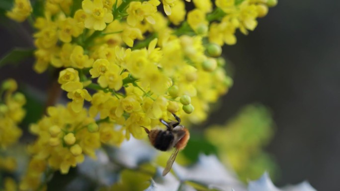 蜜蜂为黄花菊授粉