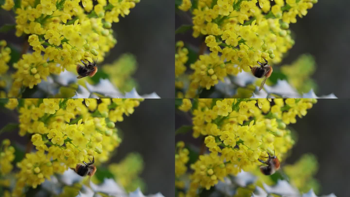 蜜蜂为黄花菊授粉