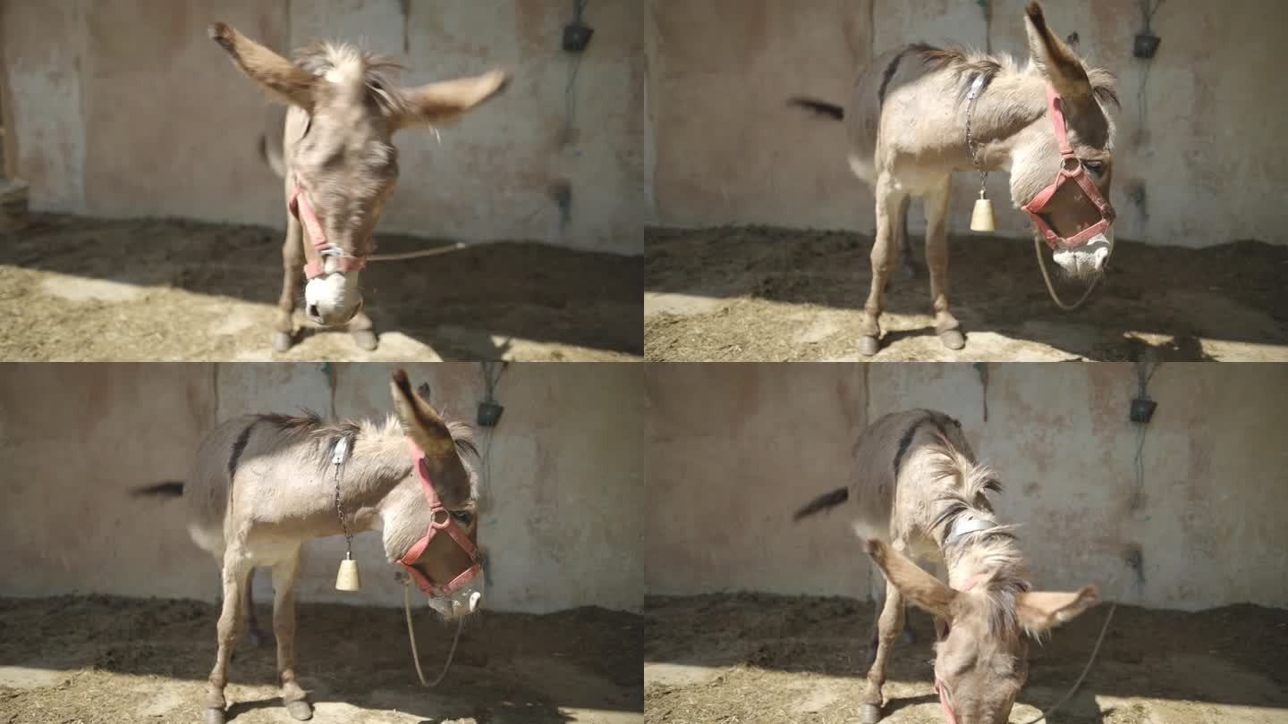 驴拴在谷仓的墙上