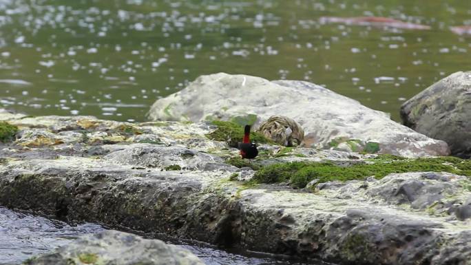 成都江安河冬天觅食的水鸟鸟类