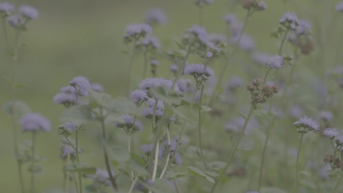 4k灰度log林地野生花草药材特写