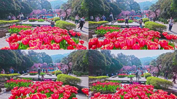 重庆植物园樱花盛开