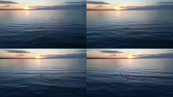 黄昏时分，在埃尔金港的天空中，鸭子在大海中游泳的迷人景色