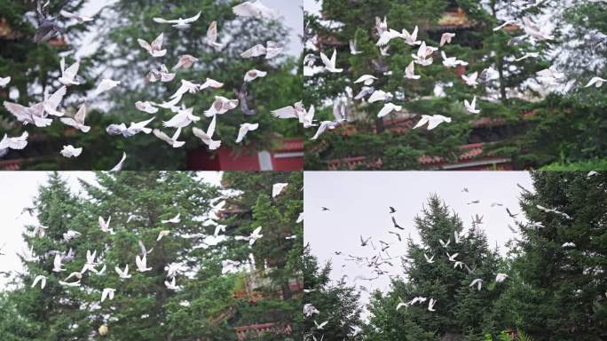 升格慢动作拍摄的白色鸽子飞翔