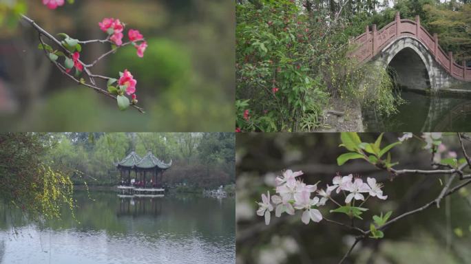 春天的成都棠湖公园