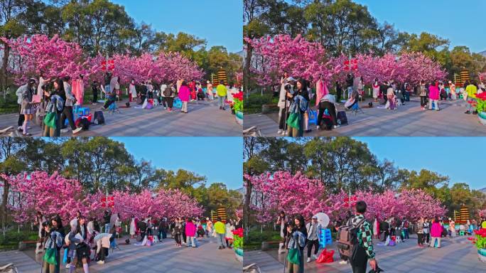 重庆植物园樱花盛开
