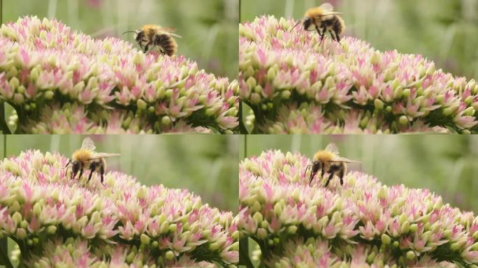 在夏日的阳光明媚的日子里，蜜蜂在公园花园里的石竹花上寻找花蜜。宏观昆虫影像