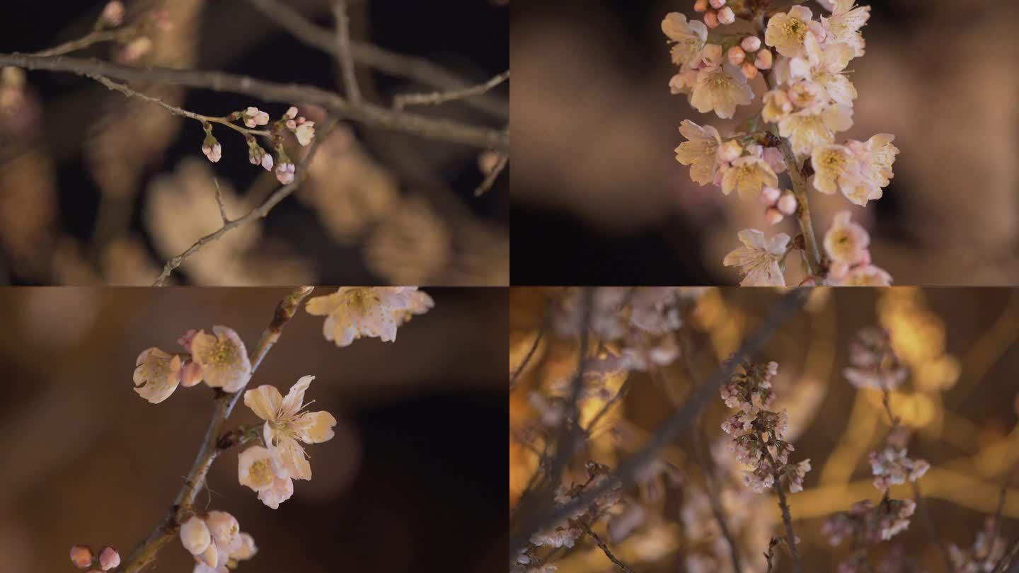 樱桃花 夜樱 特写