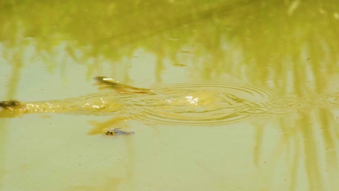 印度跳蛙跳过潺潺的孟加拉国湿地水面栖息地