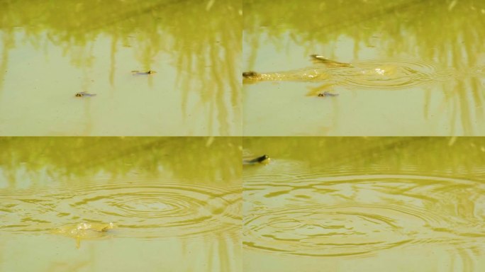 印度跳蛙跳过潺潺的孟加拉国湿地水面栖息地