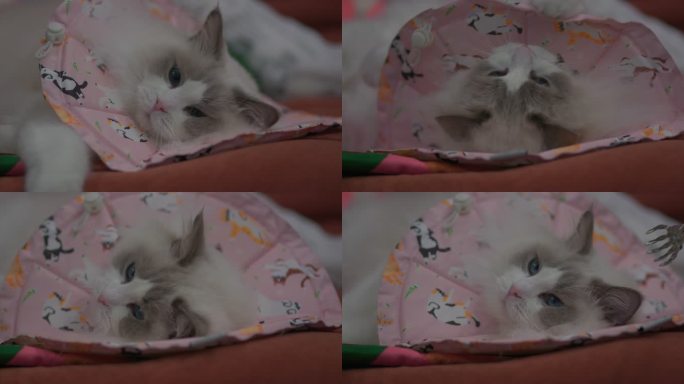 宠物猫系列—防舔毛神器布偶猫_2K