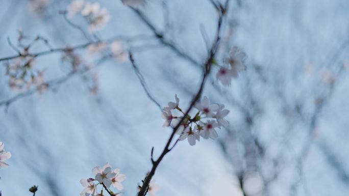 春天春日户外自然樱花早樱白樱绽放