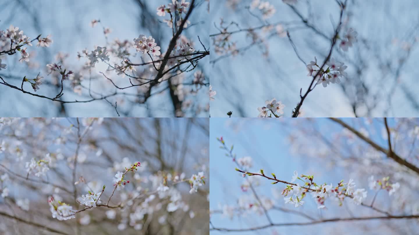 春天春日户外自然樱花早樱白樱绽放