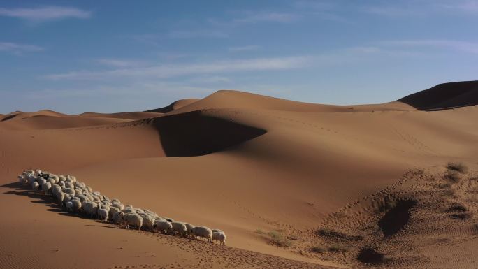蓝天 白云 金色沙漠 羊群 草原羊群