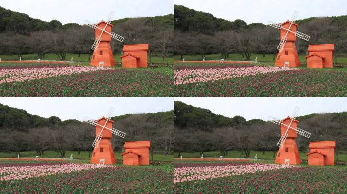 春天唯美郁金香花海苏州上方山国家森林公园