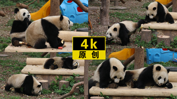 大熊猫渝可渝爱在吃竹笋
