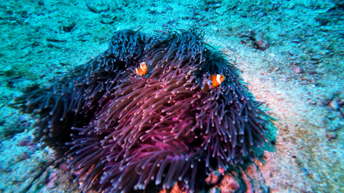 鱼群 水母 小丑鱼 乌龟 海底动物