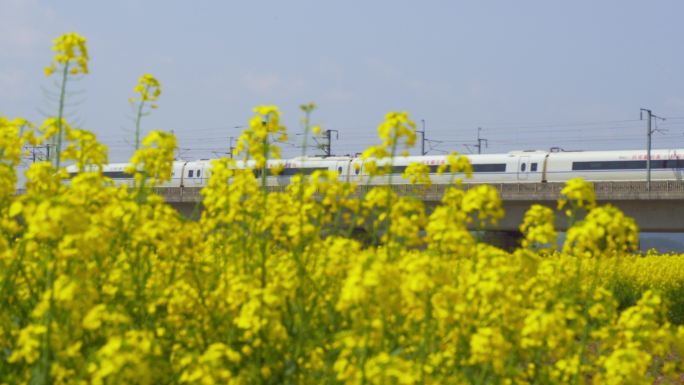 高铁油菜花