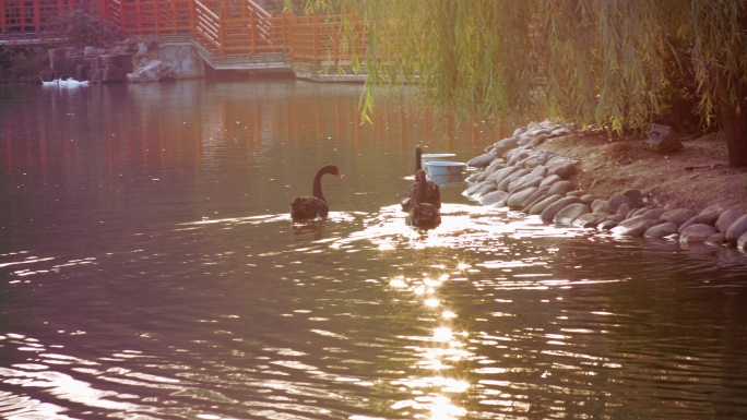 一群可爱的天鹅在洒满夕阳的湖里游