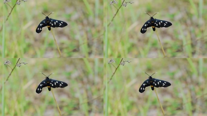 一只黑须蝴蝶栖息在草地上。