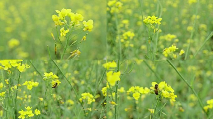 勤劳的小蜜蜂采油菜花蜜