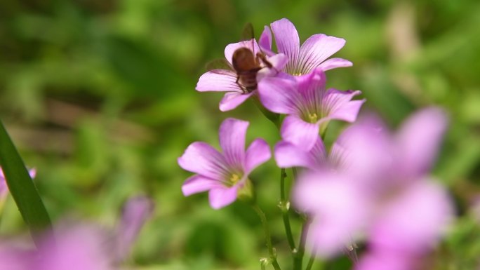 春天 鲜花 蜜蜂