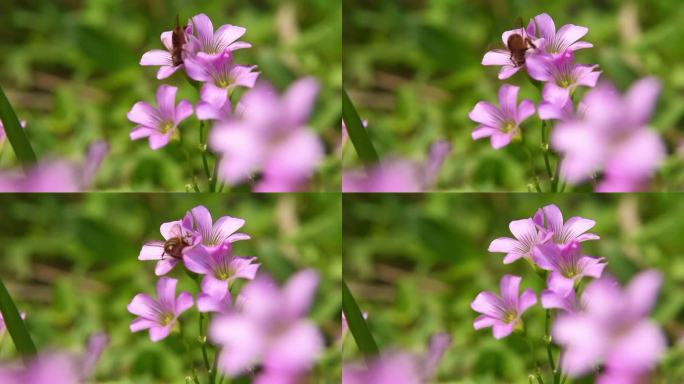 春天 鲜花 蜜蜂