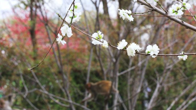 春天苏州上方山樱花盛开 野猴枝头跳跃