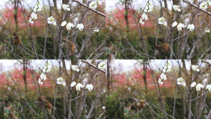春天苏州上方山樱花盛开 野猴枝头跳跃