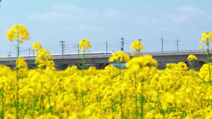 高铁油菜花