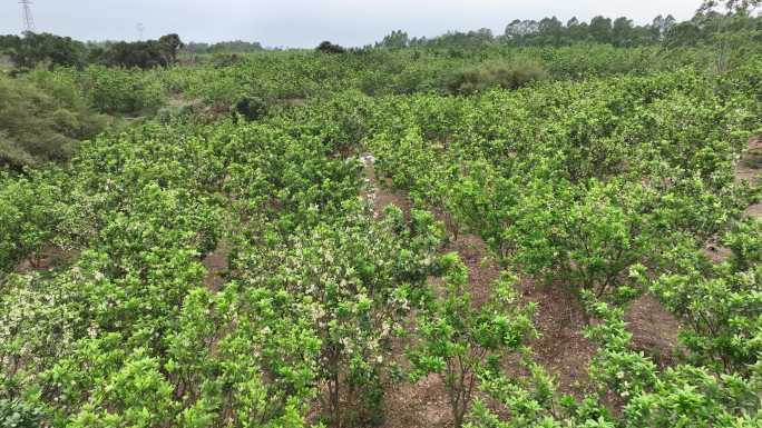 橘红基地春暖花开航拍