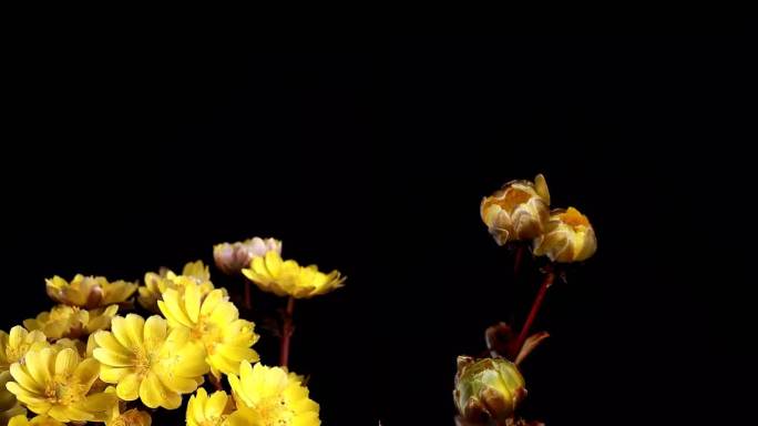 ⚝4K竖屏⚝冰凌花延时摄影黑背景花朵延时