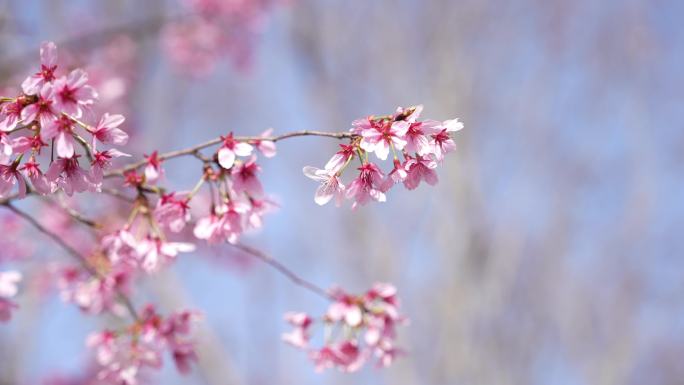 武汉春季樱花盛开