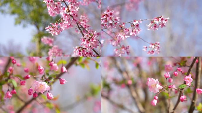 武汉春季樱花盛开