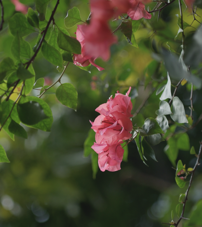竖屏春天 万物复苏 花草树木 春暖花开