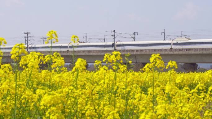 高铁油菜花