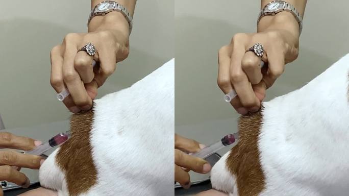 幼犬在诊所接受狂犬疫苗注射
