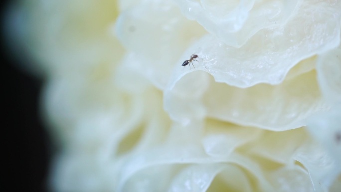 蚂蚁在新鲜银耳上爬来爬去健康养生自然山珍