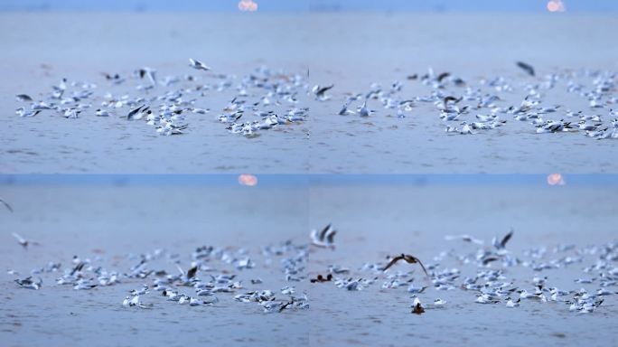 深圳湾洗澡的红嘴鸥