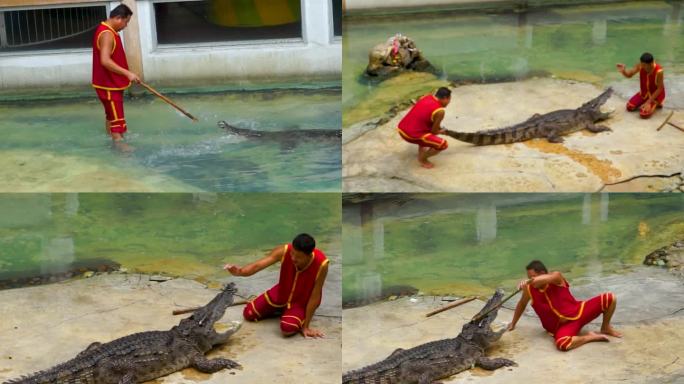 泰国风景区鳄鱼湖传统的鳄鱼表演