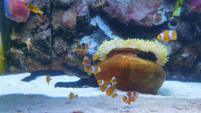 珊瑚小丑鱼