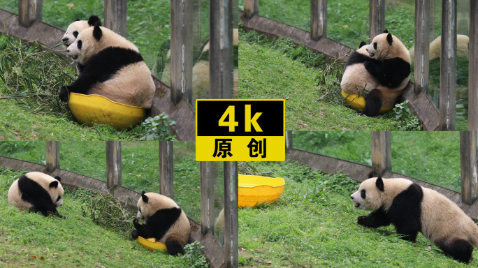 大熊猫渝可渝爱玩耍打架4K视频