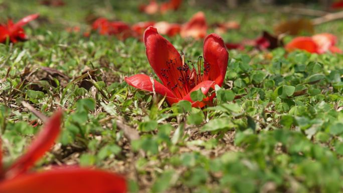 季节花朵木棉花掉落升格