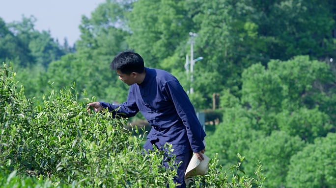 大师茶园看茶红茶大师黄大茶泡茶倒茶茶艺