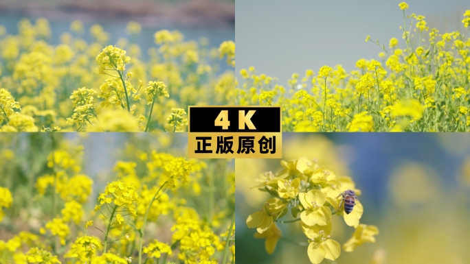 油菜花蜜蜂采蜜万物复苏初春1