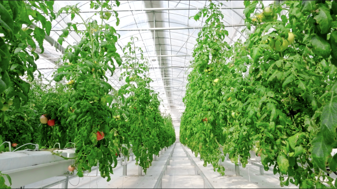 圣女果大棚种植 科学种植 高标准农业科技