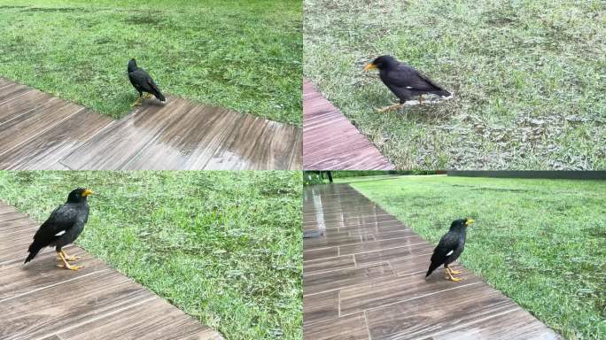 雨后小鸟：草坪漫步