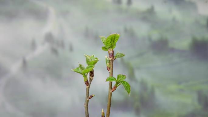 植物生长树木发芽春天延时摄影视频