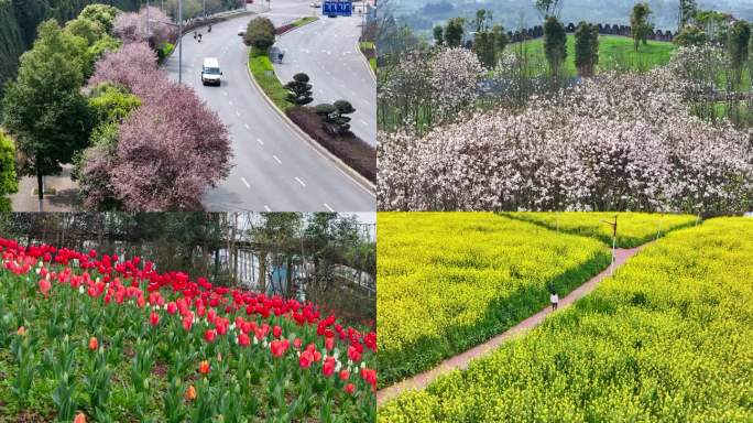 合川春日赏花攻略合辑