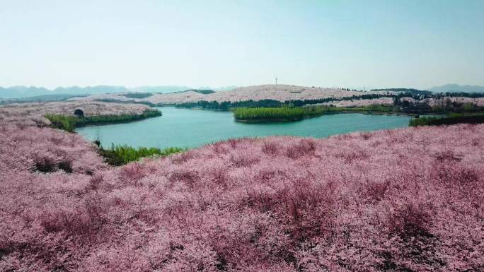 平坝樱花樱花园樱花航拍花海